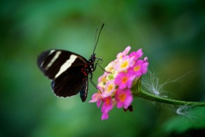butterfly and a flower