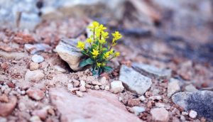 Like a flowering plant growing from a sandstone despite harsh conditions, the Plan of Salvation can help us find hope and understand death better.